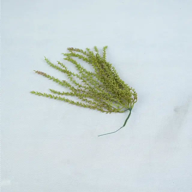 گل رونده وارداتی